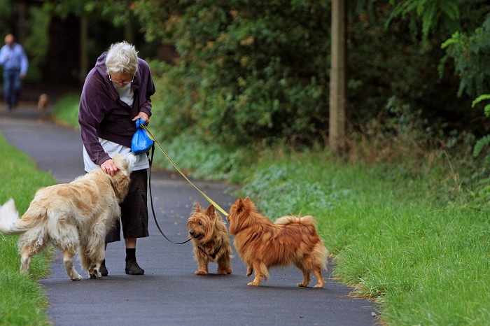 在散步時遇到的其他狗狗，還有家庭成員以外的人，狗狗以外的動物，讓狗狗習慣周圍所有的聲音與環境。   圖：寵毛網petsmao資訊平台提供