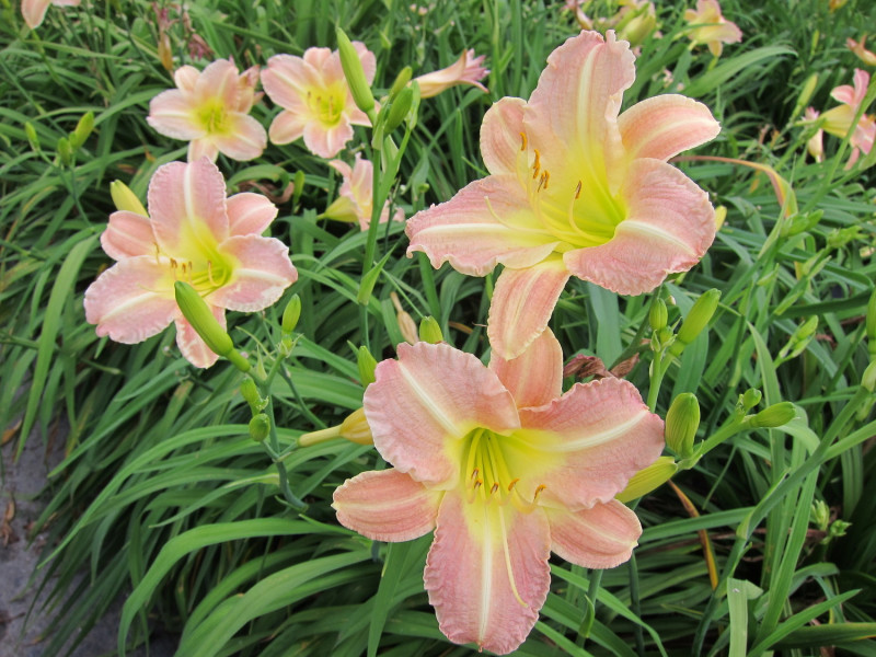 別懷疑，這粉嫩的花朵真的是金針花。花蓮農改場新品種「萱草花蓮1號–粉佳人」開花期早，每年4月上旬就開始開花。   圖：農委會提供