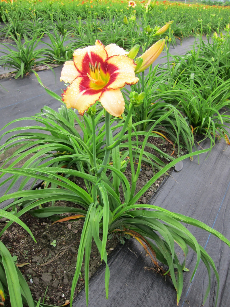 萱草花蓮3號–甜蜜佳人，植株直立型。花瓣為橙黃色，混色花，花瓣中段有紅色大眼圈。   圖：農委會提供