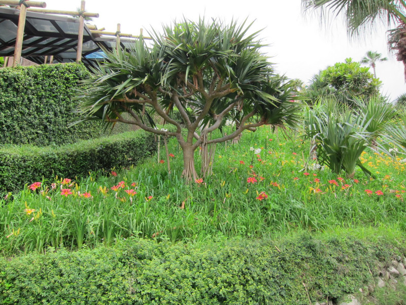 海洋公園內栽植萱草花蓮2號–豔紅佳人，讓園區內色彩繽紛。   圖：農委會提供