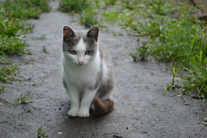 因為貓咪皮毛比較細軟，台灣氣候較潮濕悶熱，貓咪皮膚的狀況要特別注意。   圖：寵毛網petsmao資訊平台提供