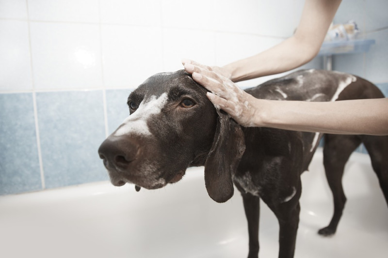 狗狗的體味是源於皮脂腺的分泌物，是正常的現象。   圖：寵毛網petsmao資訊平台提供