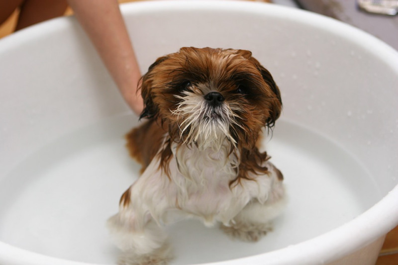 若因為聞到狗狗的體味，就很認真的一直幫牠洗澡，這麼做的效果只會越弄越糟。   圖：寵毛網petsmao資訊平台提供