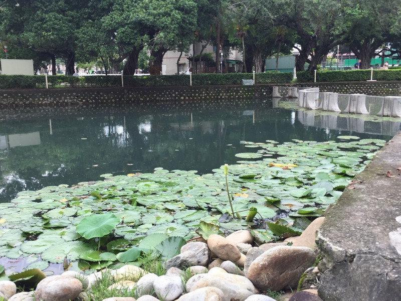 台中市政府於台中公園種蓮花以培養水岸景觀。   圖：台中市政府/提供