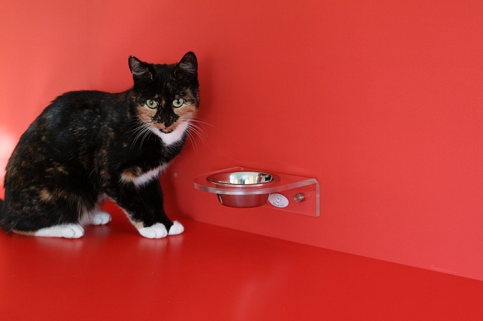 建議貓咪使用的飼料盆，盡量以較淺的碗，並使用可架高的碗架，讓貓咪的身體可以不必伏得太低。   圖：寵毛網petsmao資訊平台提供