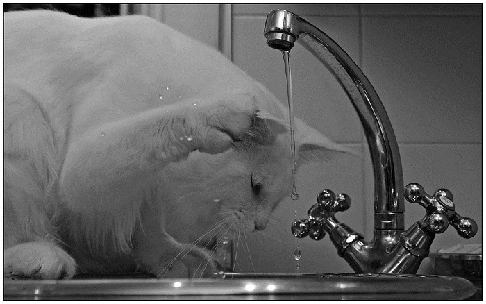 貓咪喜歡喝流動且乾淨的水，不妨採購循環活水機，增加貓咪的飲水量。   圖：寵毛網petsmao資訊平台提供