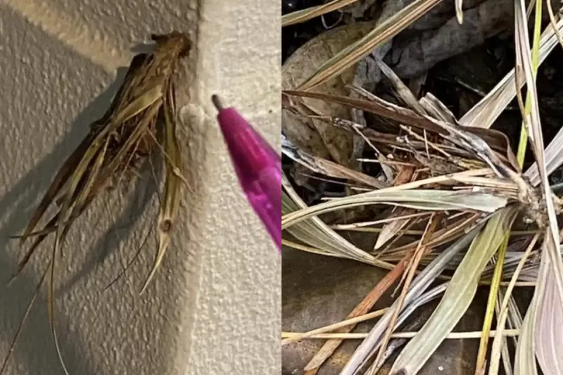 澳洲一名男子近日在自家門口一旁的牆壁上，發現一撮正在緩緩移動的「樹葉」，有內行網友解答該物種為箱蛾的幼蟲，全名為桑德斯氏蛾。   圖／翻攝自reddit
