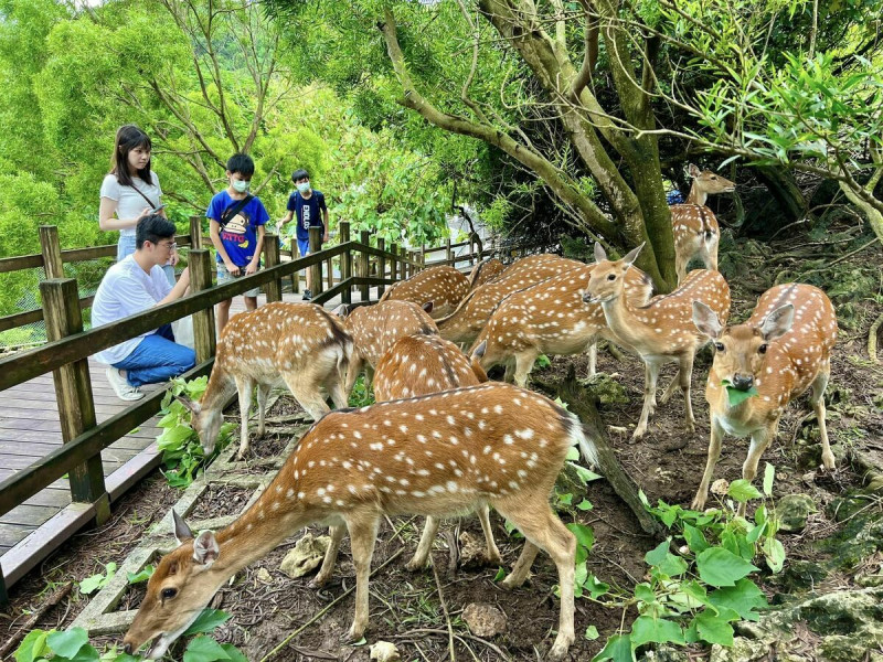 台灣梅花鹿獲選壽山動物園十大動物明星。   圖：高雄市觀光局/提供