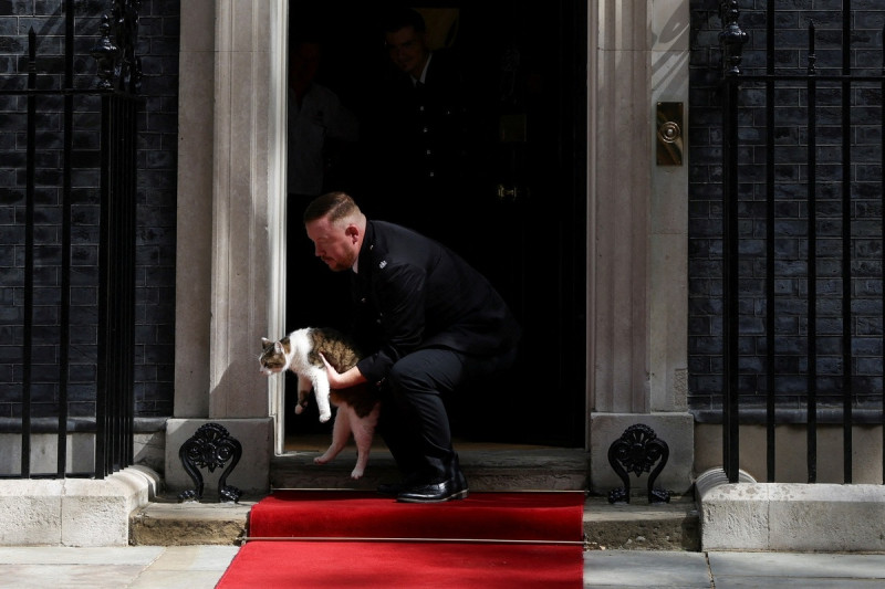 英國首相辦公室人氣捕鼠官賴瑞很喜歡接待來客，今年7月美國總統訪問唐寧街10號前，賴瑞就在紅地毯等著，後來被安全人員請到一旁。   圖：達志影像／路透社