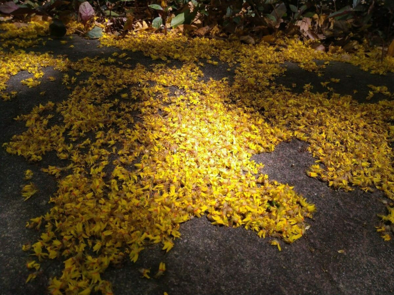 台北市每年最浪漫的秋季景象就是敦化南路上的台灣欒樹。   圖：翻攝自台北市政府工務局公園路燈工程管理處官網