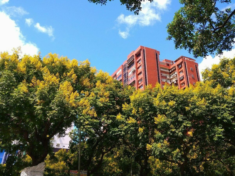 台灣欒樹頭遍是金黃色色彩，飽滿穗黃花朵隨著涼風中搖曳。   圖：翻攝自台北市政府工務局公園路燈工程管理處官網