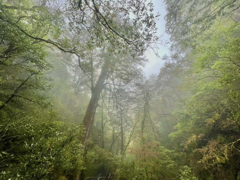 拉拉山國家森林遊樂區-霧間森林。   圖：林業保育署／提供