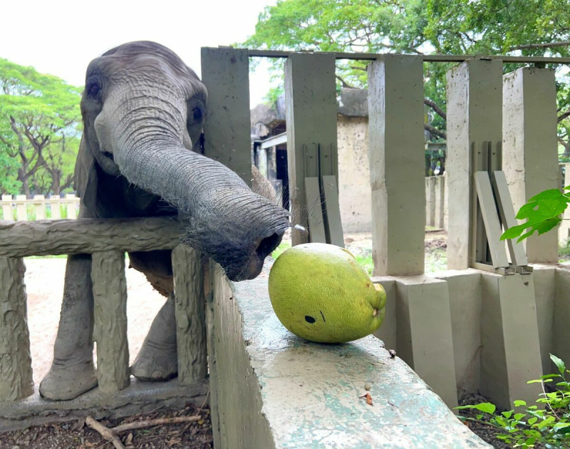 大胃王非洲象一口完食整粒柚子。   圖：高雄市觀光局提供