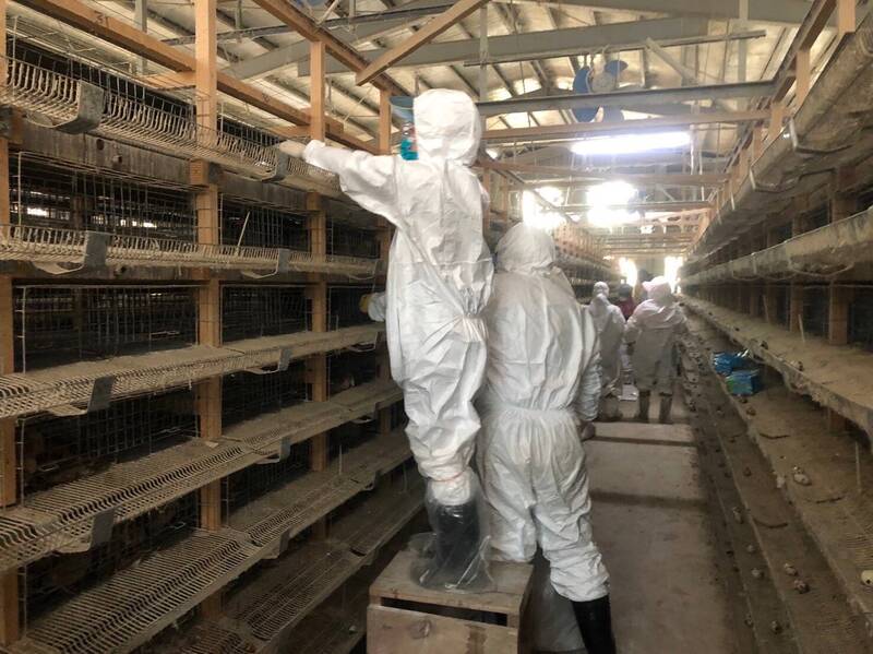 嘉義溪口鄉某鵪鶉飼養場的鵪鶉爆發今年秋冬第一起禽流感案例，經檢驗為H5N1核酸陽性。   圖：嘉義縣家畜疾病防治所／提供