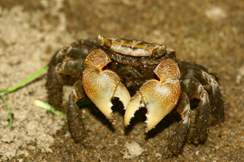 「無齒」螳臂蟹指的是背甲前側緣（眼睛外側緣區）沒有鋸齒狀突起而得名。   圖：新北市政府高灘地工程管理處／提供