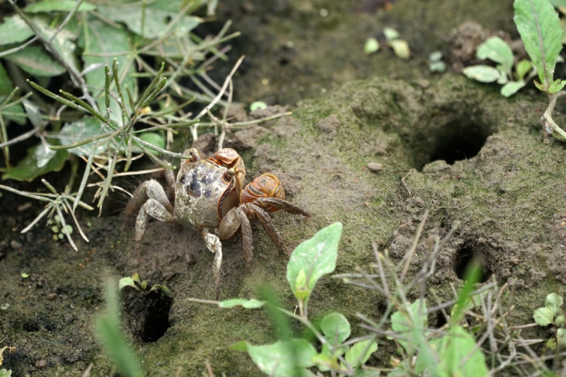 無齒螳臂蟹有躲在石塊下潮濕處或挖洞躲藏的習性。   圖：新北市政府高灘地工程管理處／提供