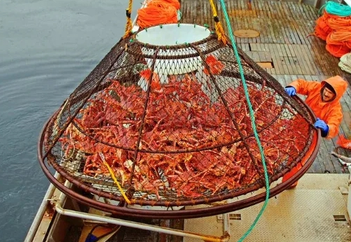 美國阿拉斯加漁民捕撈雪蟹。   圖 : 翻攝自推特