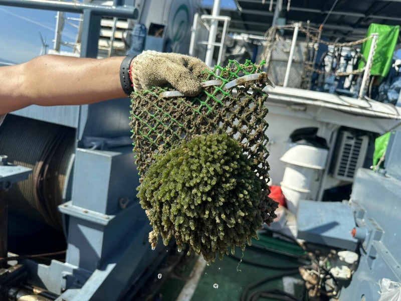 圖2、海洋人工表層藻場設施養殖成功海葡萄。   圖：農業部水產試驗所／提供