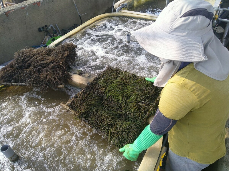 研究人員以陸域水槽培育及量化本土大型海藻。   圖：國海院/提供