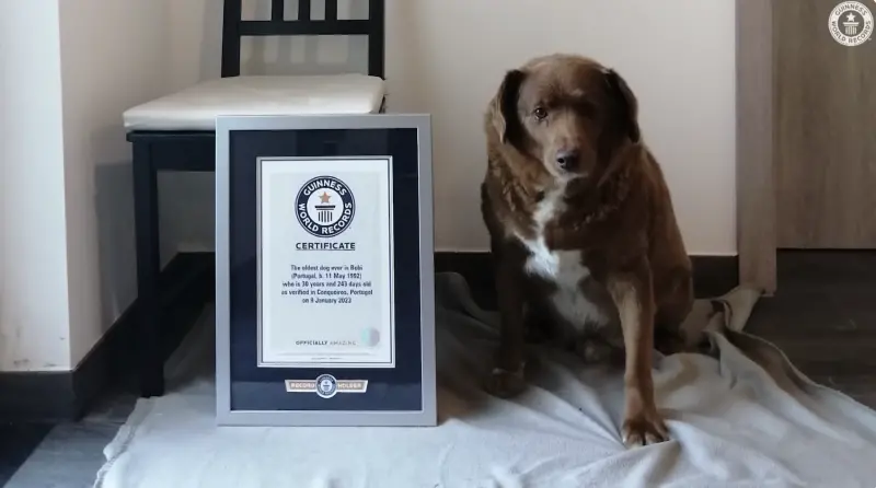葡萄牙純種獒犬「波比」以30歲又266天的歲數，打破金氏世界紀錄，成為全球最長壽的狗狗，近日卻被獸醫宣告已於21日不幸去世，享年31歲。   圖／翻攝自「Guinness World Records」YT