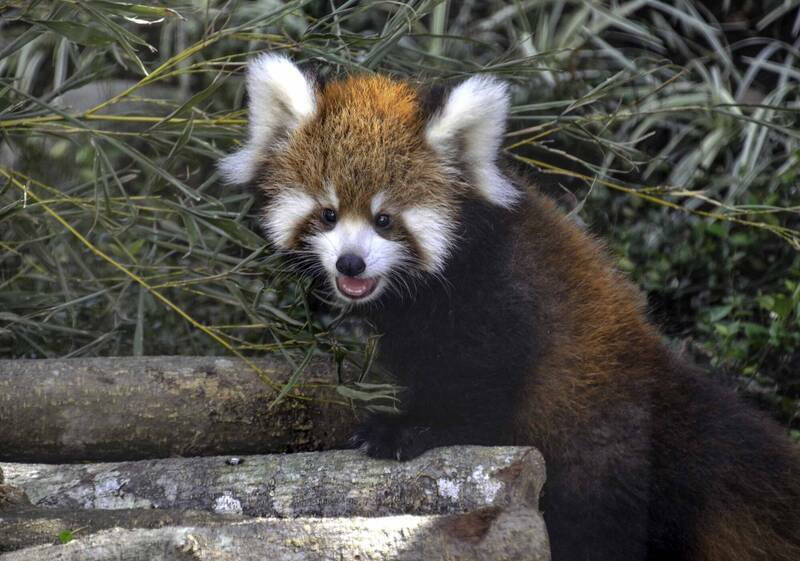 台北市立動物園近來與美國、日本動物園接洽，可望引進1至2隻小貓熊來台，最快年底能有好消息。   圖：台北市立動物園／提供