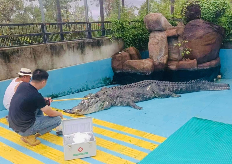 過去在台南「麻豆鱷魚王生態農場」生活的鱷魚「小河」，2017年被送到中國廈門飼養，今年傳出遭到不當虐待傷痕累累，海基會接獲最新訊息得知，「小河」已在25日因健康問題離世。   圖：擷自海基會臉書官網