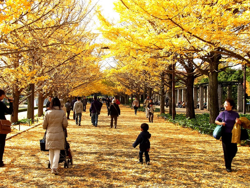 東京知名銀杏景點「國營昭和紀念公園」秋季銀杏大道的景緻，美不勝收。   圖：ⒸTCVB／提供
