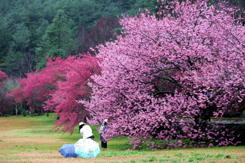 每年都超受歡迎的武陵櫻花祭，已宣布疏運管制時程自2月8日至2月29日止。   圖：取自武陵農場(資料照)