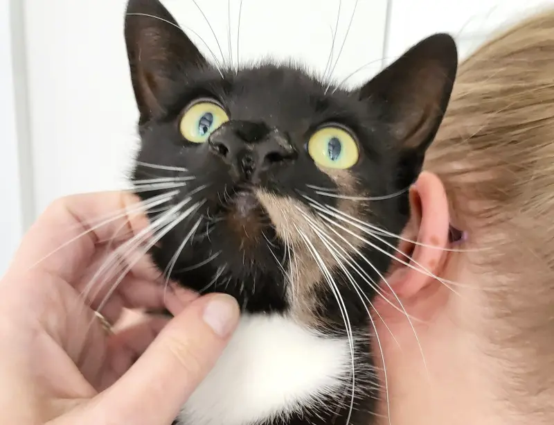 英國一隻黑色貓咪，因先天畸形導致擁有2個鼻子、3個鼻孔，奇特的外觀讓牠迅速受到網友們矚目。   圖／翻攝自臉書「Cats Protection」