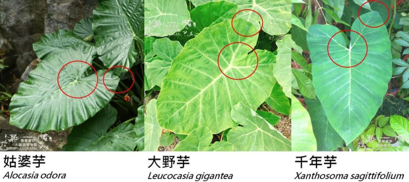 臉書粉絲專頁「胖胖樹的熱帶雨林（Fat-Fat Tree Tropical Rainforest）」在貼文中指出，食藥署採的是可以食用的千年芋，不是台灣原生有毒的姑婆芋。他也做出3種芋頭的比較參考圖。   圖：翻攝自胖胖樹的熱帶雨林（Fat-Fat Tree Tropical Rainforest）