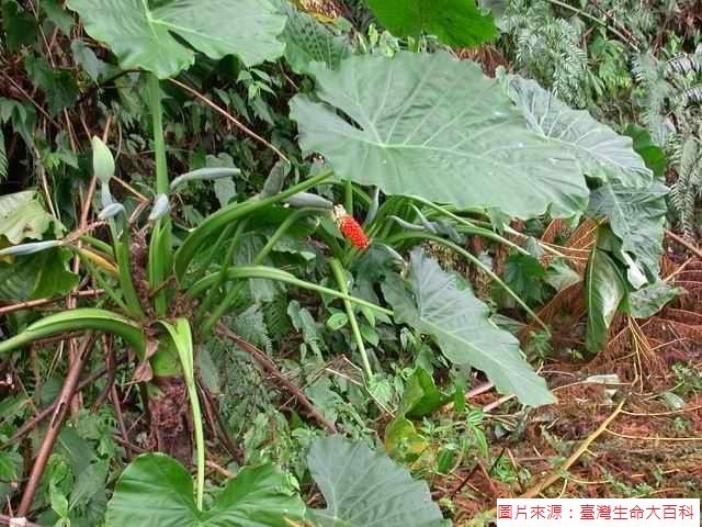 食藥署今提供姑婆芋的照片供民眾參考。   圖：食藥署／提供