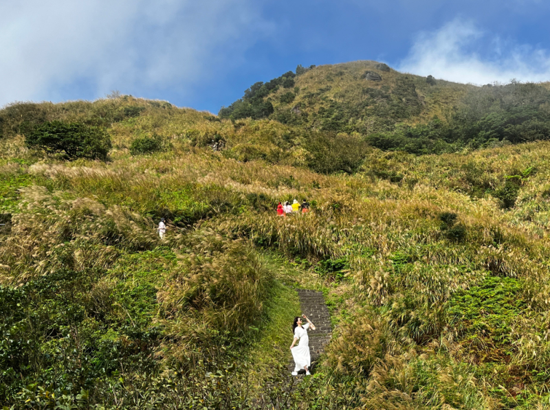 陽明山芒草季最好拍照的景點，就從冷水坑登山口起至七星山步道。   圖：翻攝自台北市政府工務局大地工程處官網