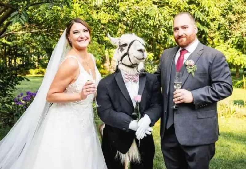 日前在美國的一場婚禮中，竟然有一隻伴郎羊駝。   圖／取自臉書Llama Adventures