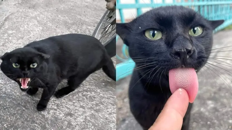 超派的黑貓露出「尖銳的獠牙」化身黑豹，沒想到下一秒直接被美食收買。   圖／取自臉書爆廢公社二館