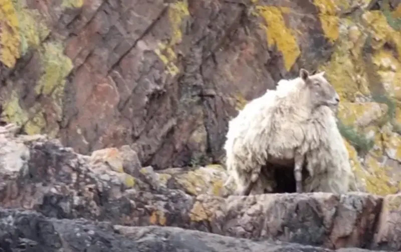 2年前在英國蘇格蘭高地的一處峽灣中，有隻綿羊被發現身處一處懸崖。   圖／取自社群平台X