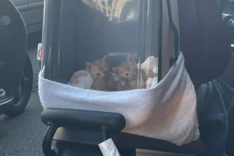 兩隻小萌貓待在寵物背包裡頭，透明視窗觀看路上各種景象被捕捉，超可愛畫面被5.5萬人讚爆。   圖/路上觀察學院