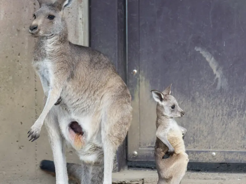 日本金澤動物園這對袋鼠母子疑似吵架，小袋鼠雙手插腰背對著媽媽生悶氣，氣鼓鼓的模樣在網路引發熱議。   圖／X@kanazawakitecho