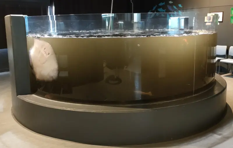 水族館水槽因魷魚吐了墨汁而變得混濁，一隻魟魚貼在牆壁上面引起關注。   圖/日本室戶廢校水族館推特