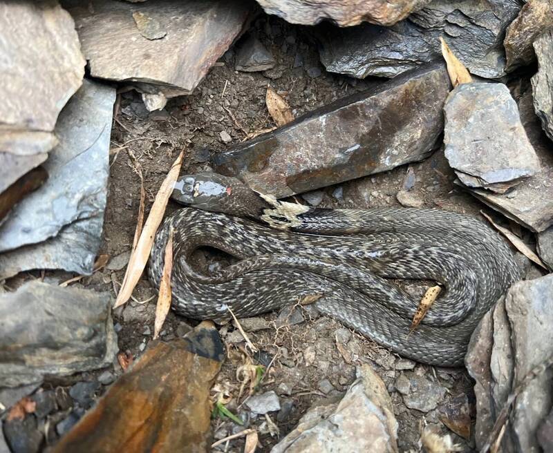昨天有民眾合歡山武嶺公廁附近的石洞裡，發現了一隻已經凍死的眼鏡蛇。   圖：林業保育署南投分署/提供