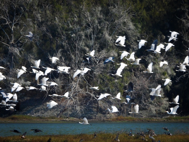 今年鰲鼓濕地度冬黑面琵鷺數量突破578隻，創歷史新高。   圖：林業及自然保育署嘉義分署／提供