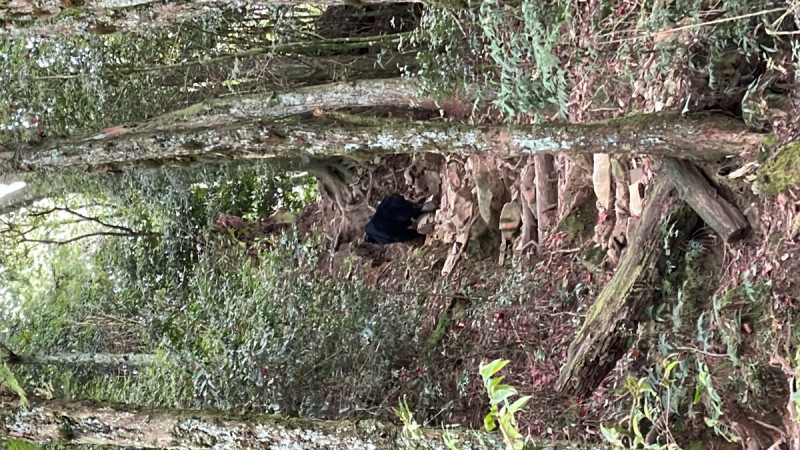 民眾通報黑熊出沒於鳶嘴稍來山步道。   圖：林業保育署台中分署／提供