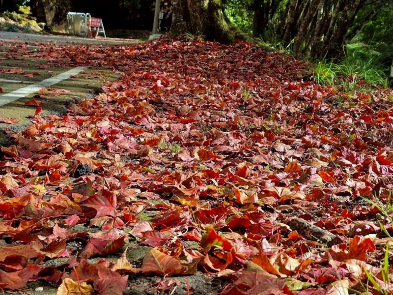 正值楓紅季節，低溫也讓大雪山楓葉陸續變色，換上紅黃新裝。   圖：取自大雪山森林遊樂區
