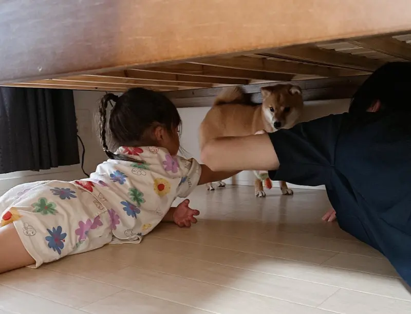 日本一名飼主養了一隻2歲的柴犬，常常都會陪伴家中的小寶寶一起遊玩。   圖：擷自IG@mameshiba_anz