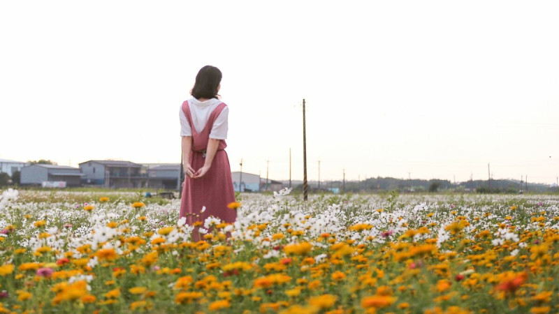 大波斯菊的花姿纖細柔美，花語是「少女的真心」、「永遠快樂」。   圖：嘉義市建設處／提供