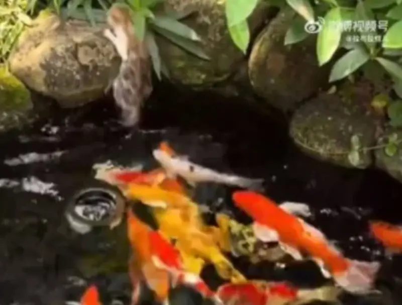 ▲小橘貓不小心掉入水池內，被成群的「鯉魚喪屍大隊」圍攻，嚇到緊急游回岸上。（圖/翻攝微博）   