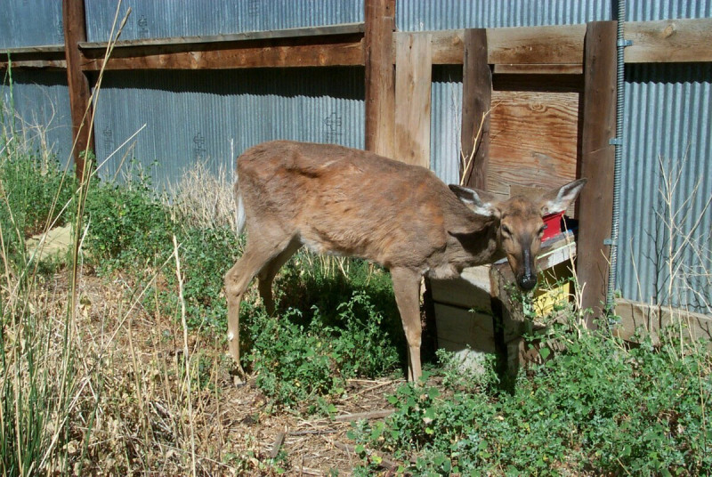 北美洲近年來頻傳鹿隻感染「狂屍症」後變成「殭屍鹿」(Zombie Deer)的情況。   圖：翻攝自美國地質調查局（USGS）官方網站