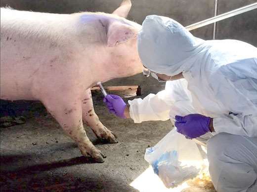 農業部代理部長陳駿季表示，豬與相關產業價值1500億元，若染疫影響甚大，因此認為邊境檢查、郵包檢驗都必須要繼續執行。(豬隻示意圖)   圖：取自金門縣政府