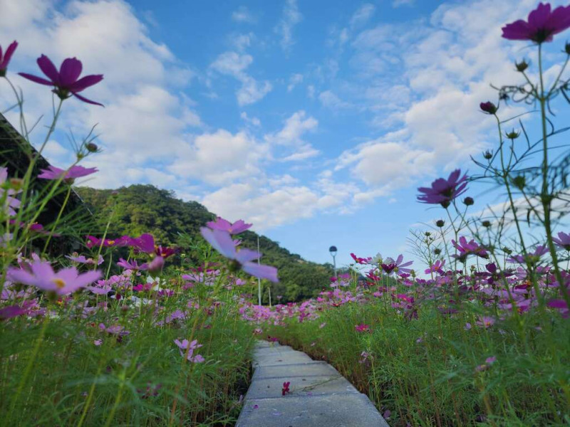 台北市南港區山水綠生態公園內，有種植四季皆宜的波斯菊及百日草。   圖：台北市政府環境保護局／提供