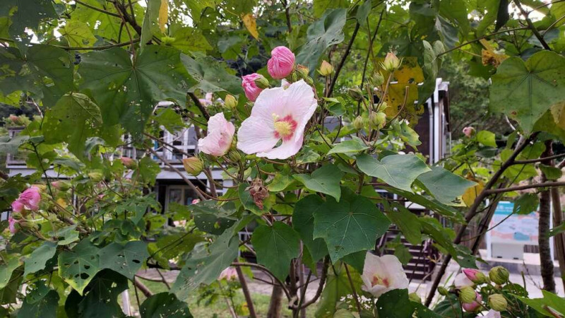 目前園區內的山芙蓉也已陸續綻放。   圖：台北市政府環境保護局／提供