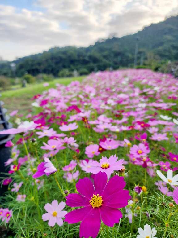 南港山水綠生態公園的波斯菊及百日草都已盛開。   圖：台北市政府環境保護局／提供